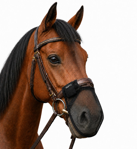 Equestrian horse nose fly - horse,
