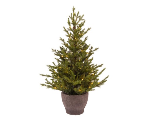 Everlands potted norway - everlands,