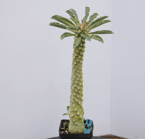 Rarelive house plant - house, dorstenia