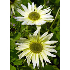 SUNFLOWER - GREEN HEART - 60 FINEST SEEDS