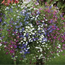 18 mini plugs Lobelia Trailing