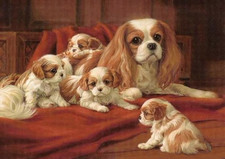 CAVALIER KING CHARLES SPANIEL