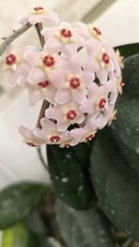 Hoya Carnosa large healthy plant good strong rooted cutting 30cm Long X20cm