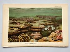 Live Reef Coral Lebende Riffkorallen antique chromolithograph 1897