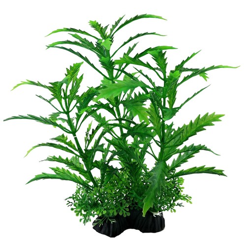 Swell green pinatifida - swell,