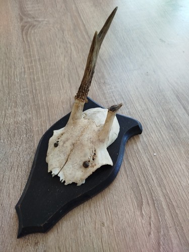 Vintage real skull with - real,