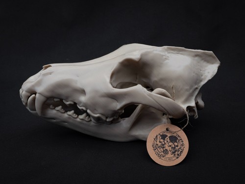 Life size grey - grey, wolf