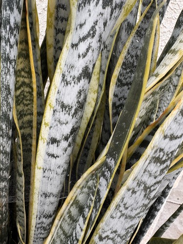 Snake plant sanseveria - plant, live