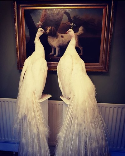 Stunning taxidermy peacock - stunning,