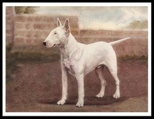 BULL TERRIER VINTAGE STYLE A4