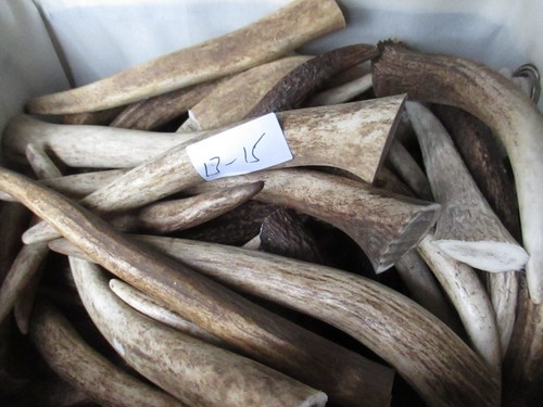 Deer antler tips - tips, for