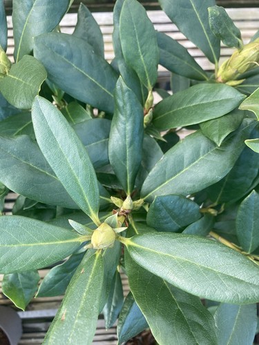 Two dwarf rhododendrons - two,