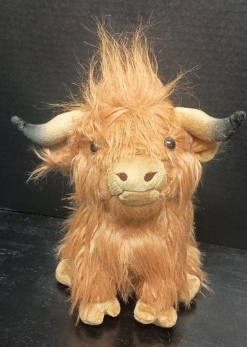 Adorable highland cow bull - highland,