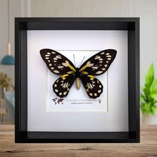 Ornithoptera victoriae