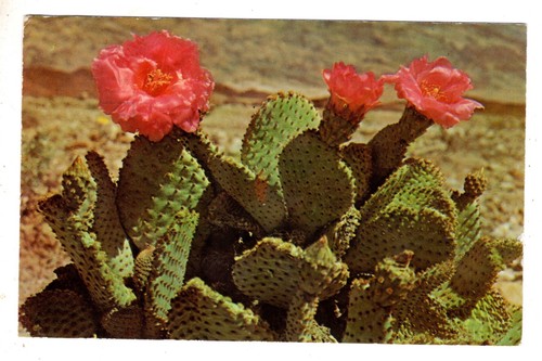 Magenta beaver tail - magenta,
