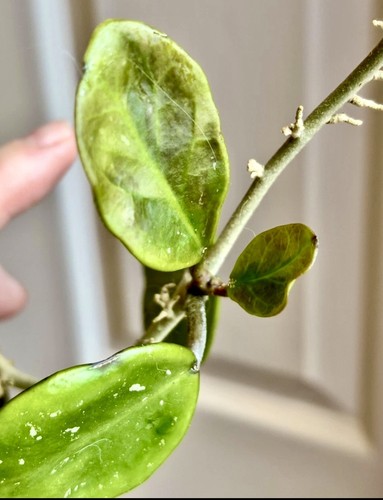 Rare hoya obovata - hoya,