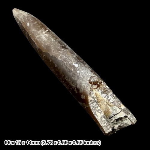 Belemnite fossil jurassic - fossil,