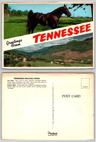 Tennessee walking horse - walking,