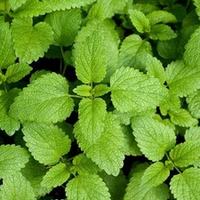 3x Lemon Balm Plug Plants! x3