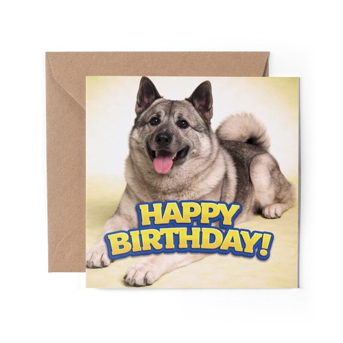 Norwegian elkhound - x,