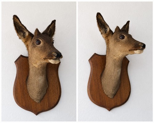 Vintage taxidermy deer trophy - taxidermy,