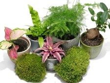 Easy terrarium plants - easy,