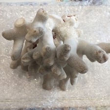 GENUINE VINTAGE NATURAL WHITE OCEAN CORAL REEF SEA REEF