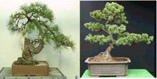 20 x Pine tree seeds 10 x