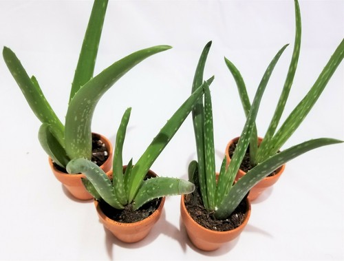 Set 8 organic - set, aloe