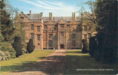 Yeovil montacute house - , salmon