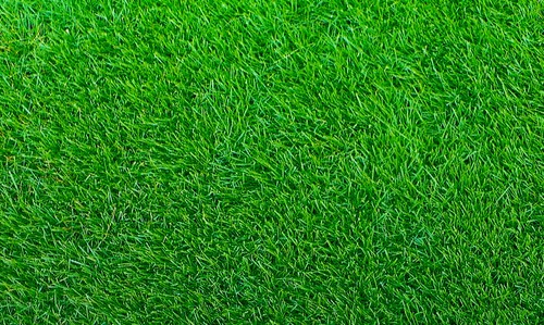 Empire zoysia grass seeds - empire,