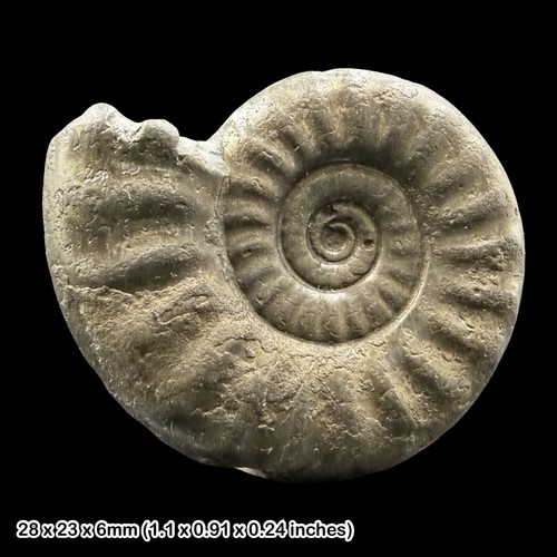 Tropidoceras pyrite ammonite - tropidoceras,