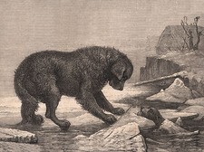 NEWFOUNDLAND DOG SAVING PUPPY