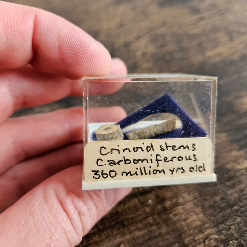 Crinoid stems fossils - stems,