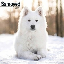 Samoyed Calendar 2026, Wall