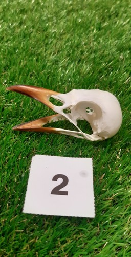 British magpie skull - british,