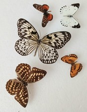  Butterfly Collection Set x5
