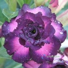 2 Seeds Purple Desert Rose