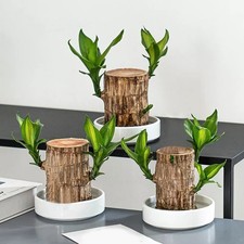 Groot Green Plant Brazilian Wood Water Raise Lucky Wood Potted Small Tree Peopl-