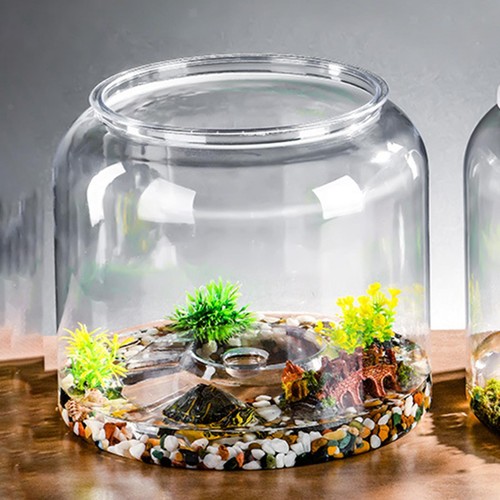 Turtle container reptile - turtle,