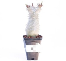 Pachypodium inopinatum Random