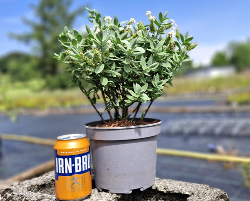Hebe albicans evergreen shrub - albicans,