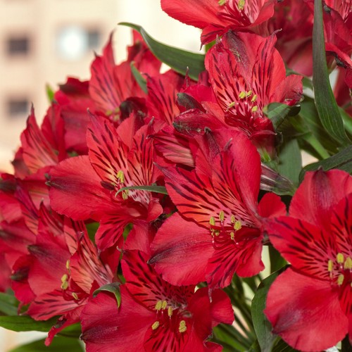 Alstroemeria inticancha red - inticancha,
