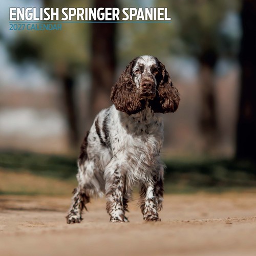 English springer spaniel 2027 - english,