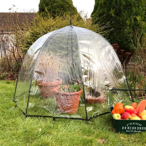 Pop crop plant umbrella - crop,