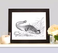 WELS CATFISH European Catfish Fishing Pencil Drawing Print Picture MOUNTED 