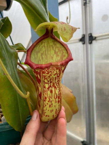Nepenthes gaya - nepenthes,