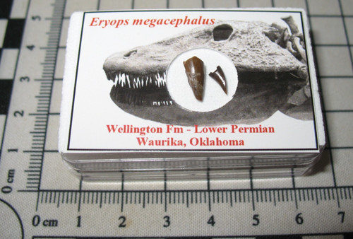Permian eryops giant amphibian - eryops,