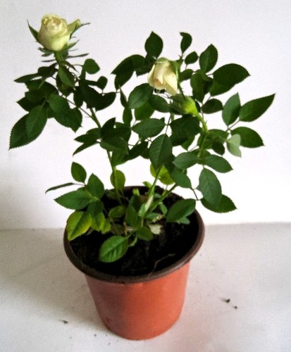 White rose potted - white, (rosa)