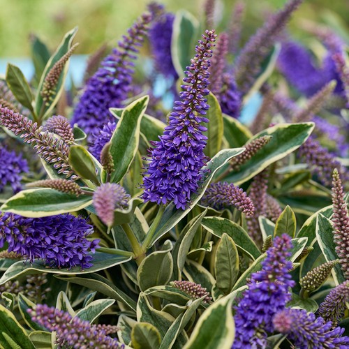 Hebe wild blue variegated - hebe,